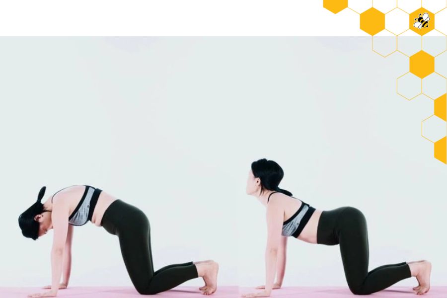 Phân Tích Chuyên Sâu Khoa Học Về Tư Thế Con Mèo - Con Bò (Chakravakasana)